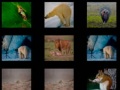                                                                       Animal Memory ﻞﯿﮭﮐ