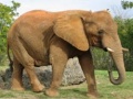                                                                       Animals Jigsaw Puzzle - Elephants ﻞﯿﮭﮐ