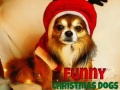                                                                       Funny Christmas Dogs ﻞﯿﮭﮐ
