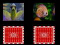                                                                       fish memory ﻞﯿﮭﮐ