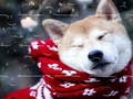                                                                       Winter Pets Puzzle ﻞﯿﮭﮐ