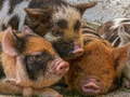                                                                       Piglet Piggy Jigsaw ﻞﯿﮭﮐ