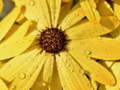                                                                       Flower Petals Raindrop Jigsaw ﻞﯿﮭﮐ
