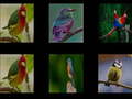                                                                       Memorize the birds ﻞﯿﮭﮐ