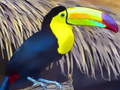                                                                       Toucan Bird Jigsaw ﻞﯿﮭﮐ