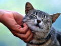                                                                       Tickling Cat ﻞﯿﮭﮐ