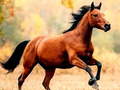                                                                       Horse Slide ﻞﯿﮭﮐ