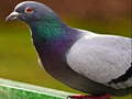                                                                       Pigeon Jigsaw Puzzle ﻞﯿﮭﮐ
