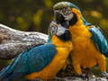                                                                       Parrot Jigsaw ﻞﯿﮭﮐ