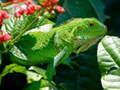                                                                       Wild Iguana ﻞﯿﮭﮐ