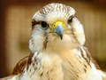                                                                       Gyrfalcon Jigsaw ﻞﯿﮭﮐ