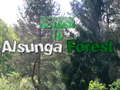                                                                       Return To Alsunga Forest ﻞﯿﮭﮐ