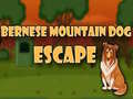                                                                       Bernese Mountain Dog Escape ﻞﯿﮭﮐ