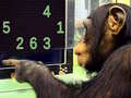                                                                       Memory Chimp ﻞﯿﮭﮐ