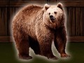                                                                       Save The Grizzly Bear ﻞﯿﮭﮐ