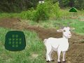                                                                      Goat Find The Child ﻞﯿﮭﮐ