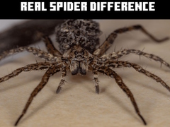                                                                       Real Spider Difference ﻞﯿﮭﮐ
