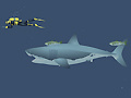                                                                       Mad Shark ﻞﯿﮭﮐ