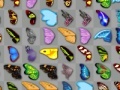                                                                       Butterfly kyodai ﻞﯿﮭﮐ