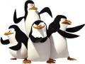 Penguins ﮯﮐ ﻞﯿﮭﮐ ﺮﮑﺳﺎﻏﮉﻣ 
